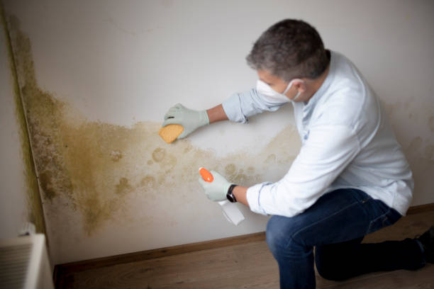 Reliable Greenacres, CA Mold Removal Solutions